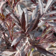 Sambucus nigra 'Black Lace'