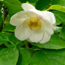 Sinocalycanthus chinensis