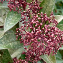 Skimmia japonica