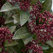 Skimmia japonica