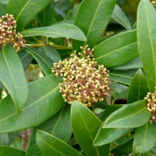 Skimmia japonica 'Emerald King'