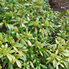 Skimmia japonica 'Keessen'