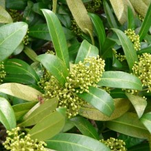 Skimmia japonica 'Keessen'