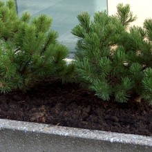 Pinus mugo 'Klosterkoetter'