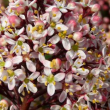 Skimmia japonica 'Rubella'