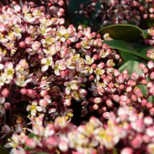 Skimmia japonica 'Rubella'