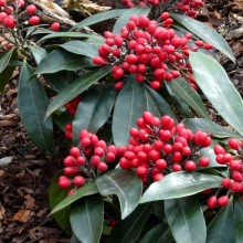 Skimmia reevesiana | plody