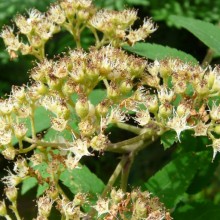 Sorbus aucuparia