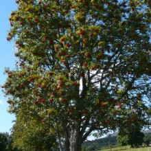 Sorbus aucuparia