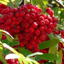 Sorbus aucuparia