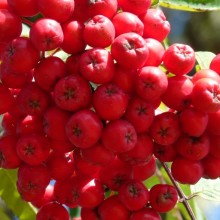 Sorbus aucuparia