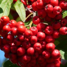 Sorbus aucuparia