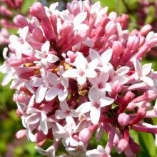Syringa meyeri