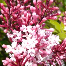 Syringa meyeri