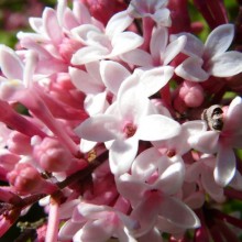 Syringa meyeri | květy