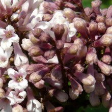 Syringa velutina venosa