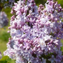 Syringa vulgaris 'Abbel Carriere'