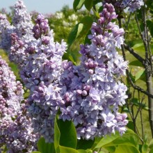 Syringa vulgaris 'Abbel Carriere'