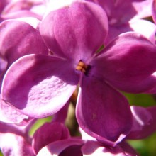 Syringa vulgaris 'Andenken an Ludwig Spath'