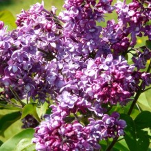 Syringa vulgaris 'Arthur William Paul'