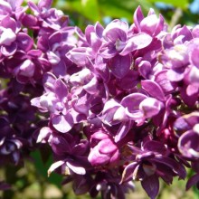 Syringa vulgaris 'Arthur William Paul'