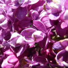 Syringa vulgaris 'Arthur William Paul'