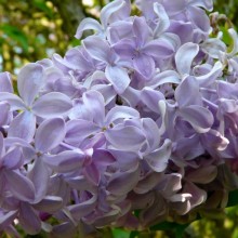 Syringa vulgaris 'Descartes'