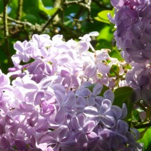 Syringa vulgaris 'Descartes'