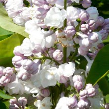 Syringa vulgaris 'General Pershing'