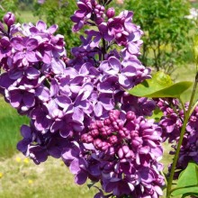 Syringa vulgaris 'Hugo de Vries'