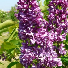 Syringa vulgaris 'Charles Joly'