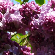 Syringa vulgaris 'Katherine Havemeyer'