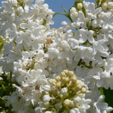 Syringa vulgaris 'Königin Luise'