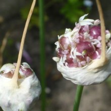 Allium sativum, Česnek setý (3) květ červenec