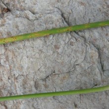 Puccinia allii, Rez cibulová, srpen