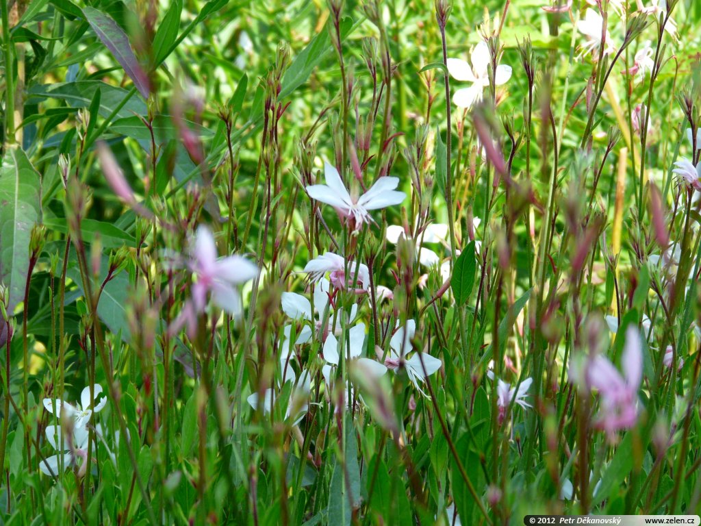 Gaura lindheimeri Madonna svíčkovec zahradní